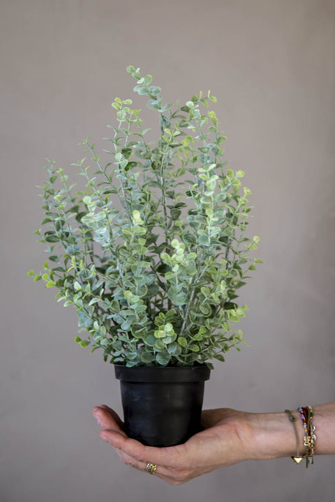 Potteplante | Eucalyptus H40cm Grønn