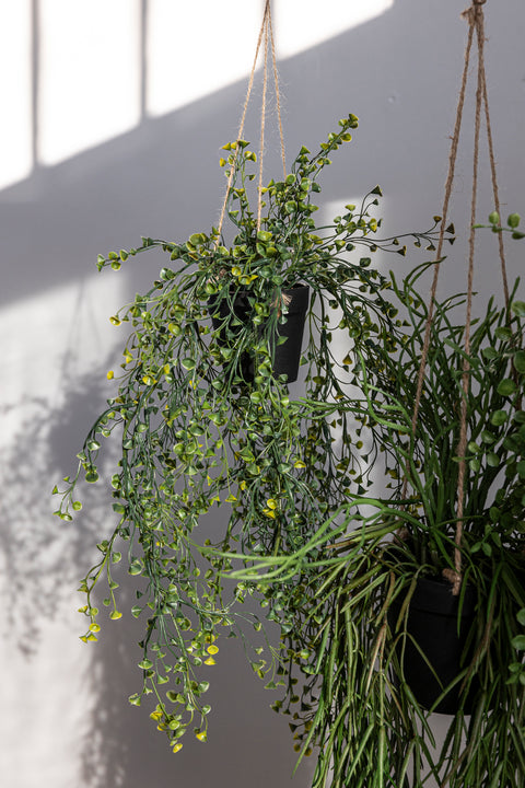 Hengeplante | Rhipsalis 95cm