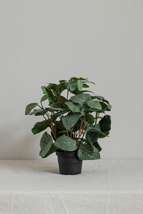Potteplante | Ormeskinn H34cm