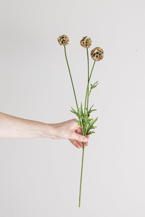 Blomst | Scabiosa h60cm