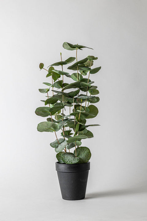 Potteplante - Eucalyptus H55cm