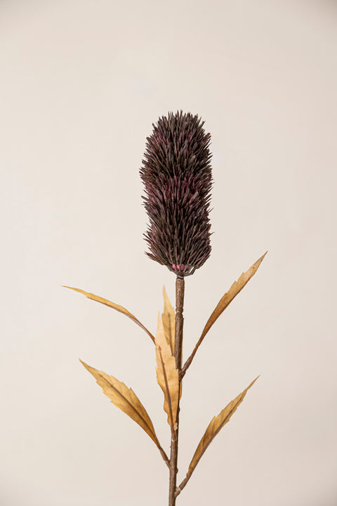 Blomst | Banksia H75cm Brun