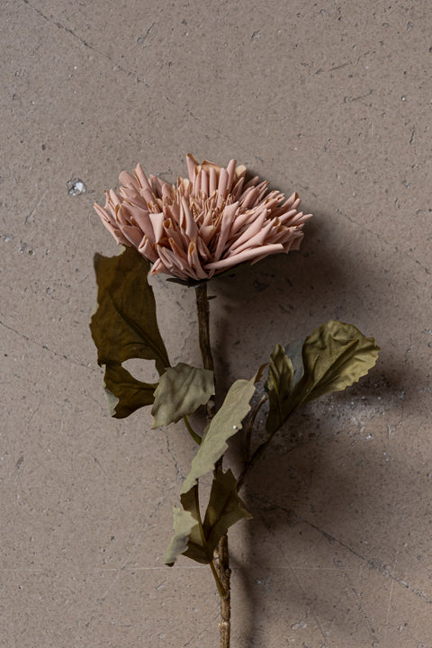 Blomst | Chrysanthemum H60cm