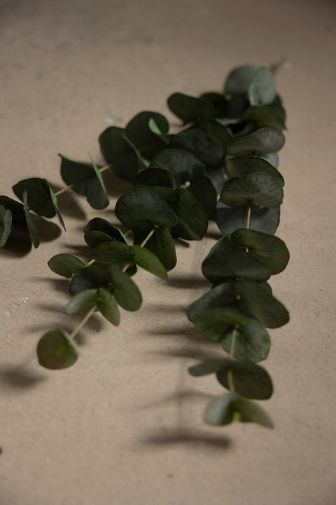 Kvist | Eucalyptus H60cm Grønn