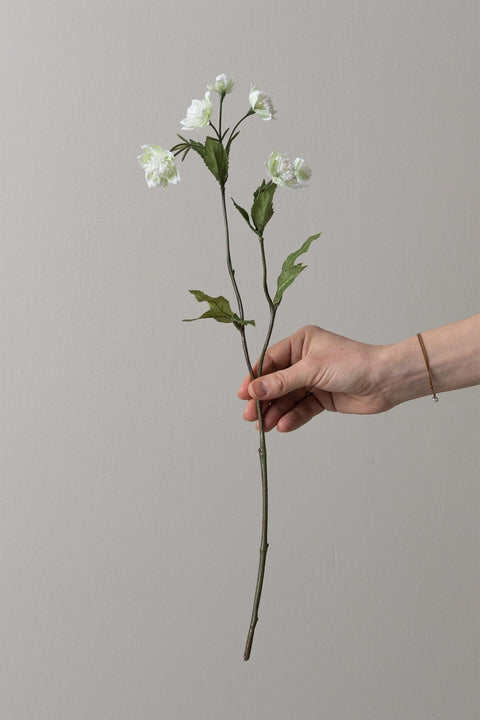 Blomst - Astrantia h50cm