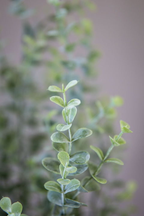 Potteplante | Eucalyptus H40cm Grønn