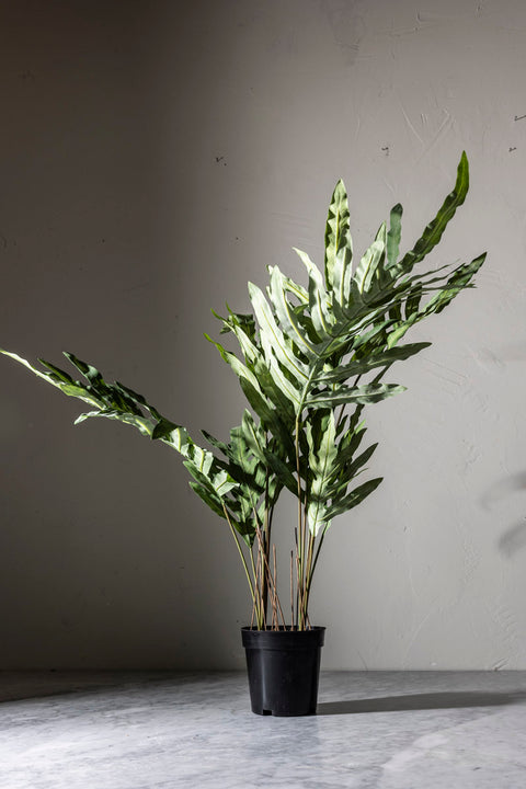 Potteplante | Ormbunke H75cm
