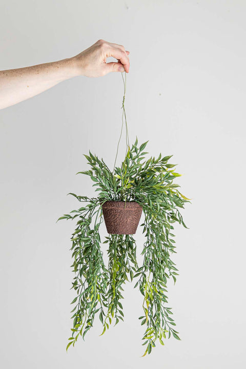 Hengeplante | Hoya H47cm