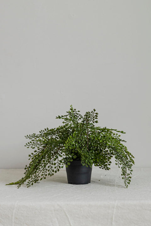 Potteplante | Adiantum H30cm