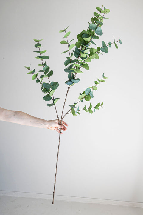 Kvist | Eucalyptus H145cm